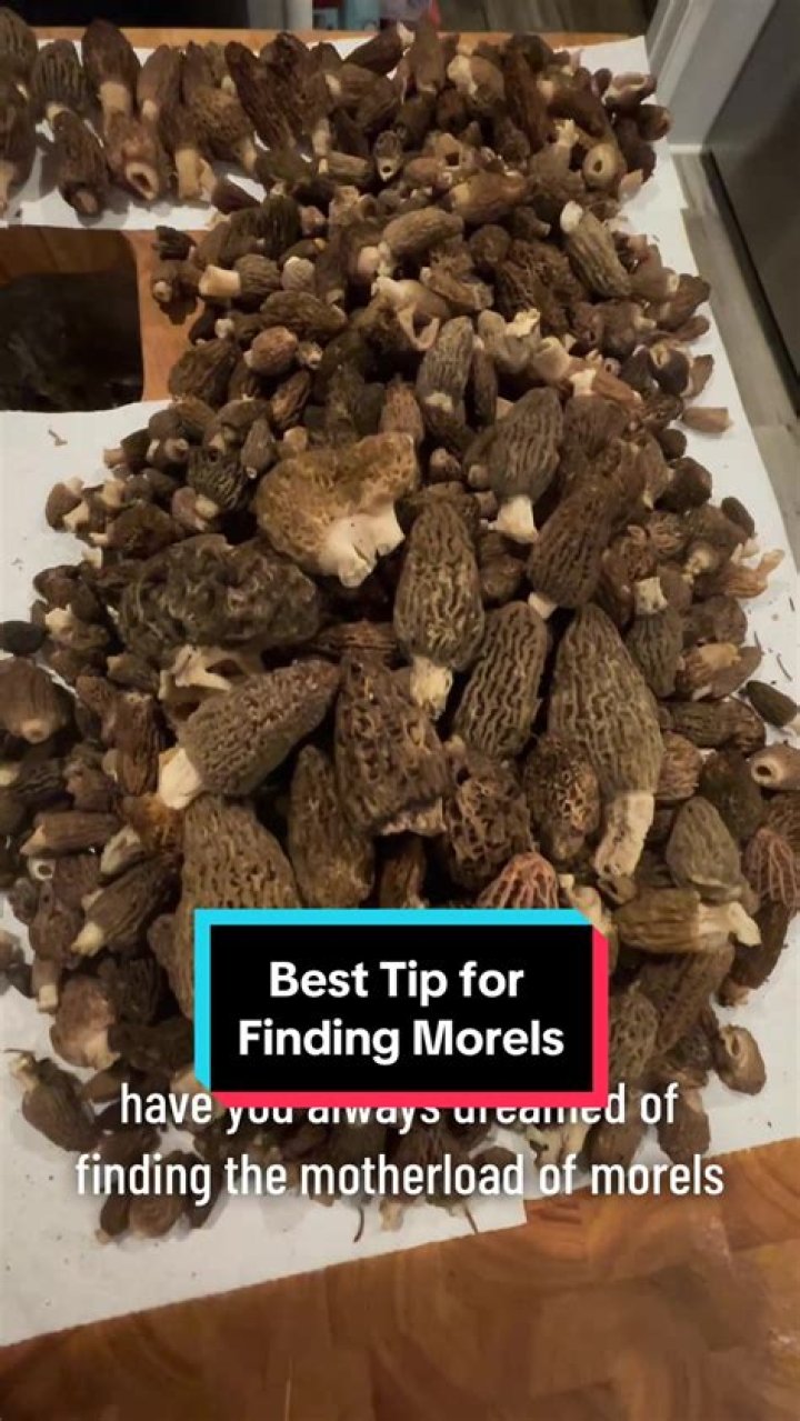 Are morels up yet 2021?