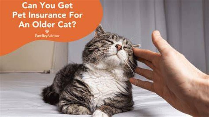 At what age can you get pet insurance?