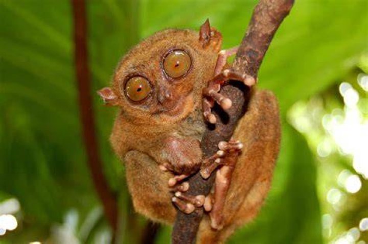 Do snakes eat tarsiers?