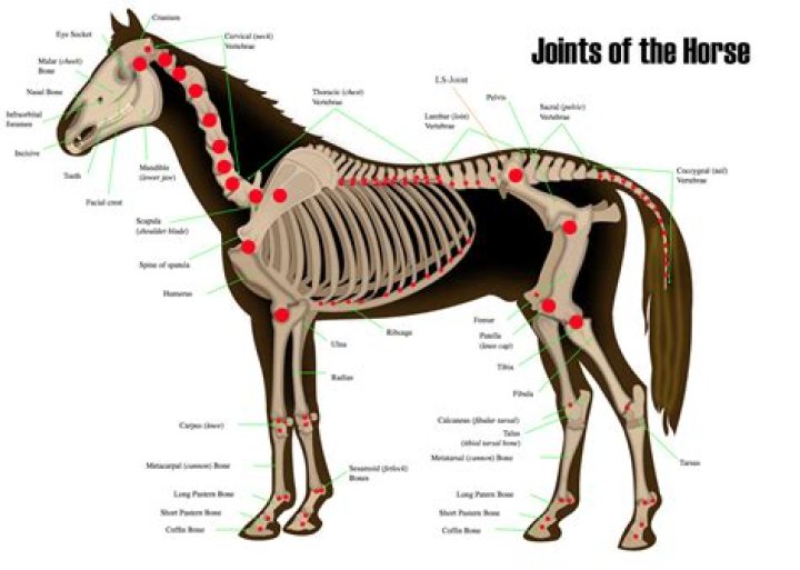 Does equine mean horse?
