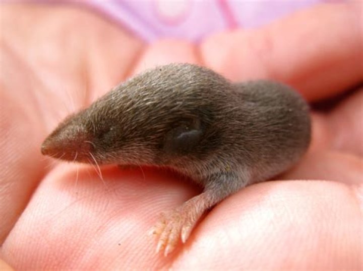 How do you keep a baby mole alive?