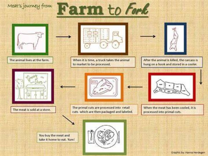 How does beef go from farm to table?