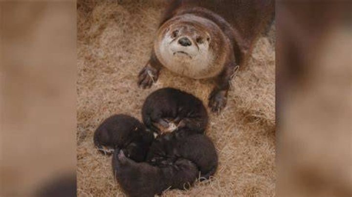 How long do otters raise their babies?