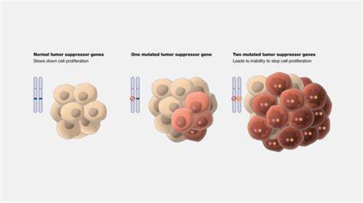 Is RAF a tumor suppressor gene?