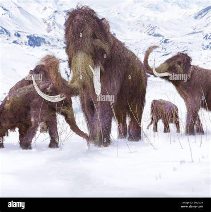 What did woolly mammoths eat in the winter?