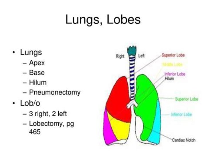 What does LOB acronym mean?