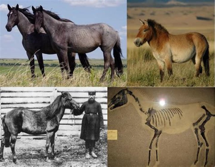 What era did the Equus live in?