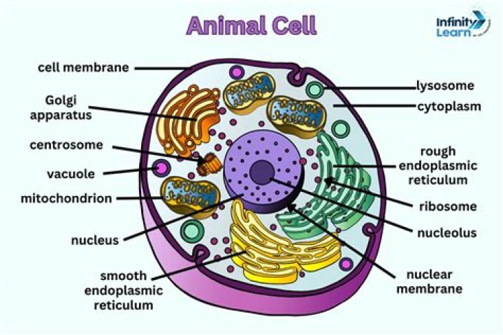 What is cell in ATM?